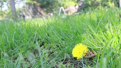 Nature grass background, sunny summer day, dandelion flower Stock Footage 274438494