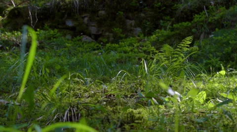 Nature grass (camera slider) Stock Footage 37765907