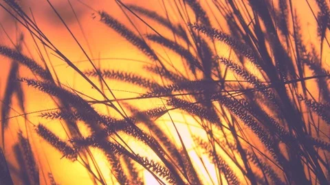 Nature grass concept, Grass blowing on golden light of sunset in grassland Video stock 100077822