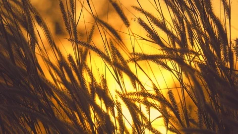 Nature grass concept, Grass blowing on golden light of sunset in grassland Vidéo 100077962