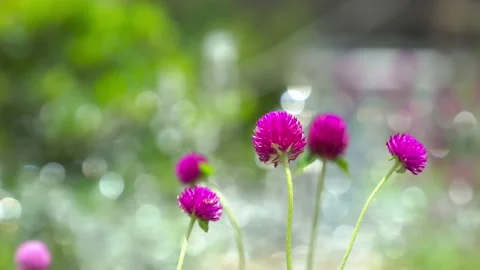 Nature grass flower blowing in the wind, pink flower grass flower sway  Vídeo Stock 172385639