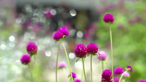 Nature grass flower blowing in the wind, pink flower grass flower sway  Stock Footage 172385659