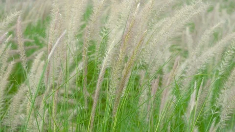 Nature grass flower Stock Footage 121221897