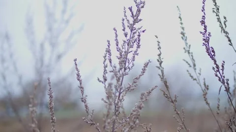 Nature, grass, summer, Видео 295142218