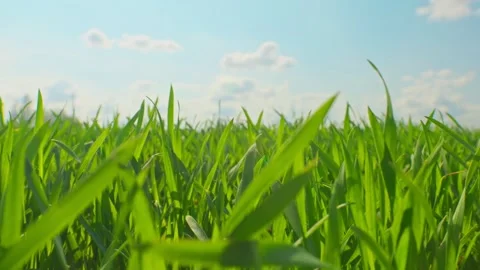 Nature grass wind tree branch grass plant green flowers sun wind Stock Footage 244774880