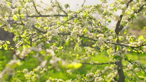 Nature grass wind tree branch grass plant green flowers sun wind Stock Footage 244777738
