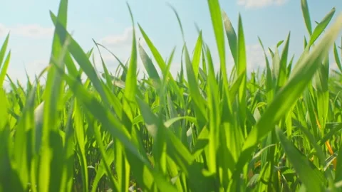 Nature grass wind tree branch grass plant green flowers sun wind Stock Footage 244920822