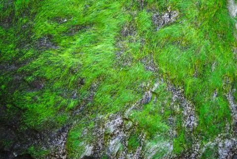 Nature green background Stock Photos