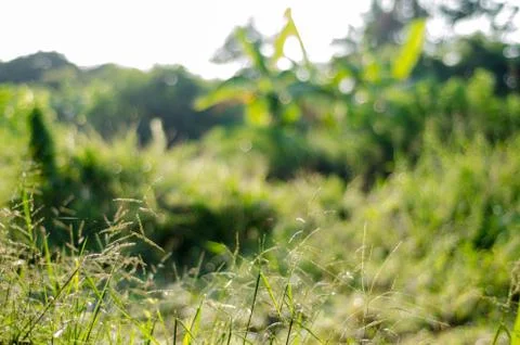 Nature green  bokeh abstract light background Stock Photos