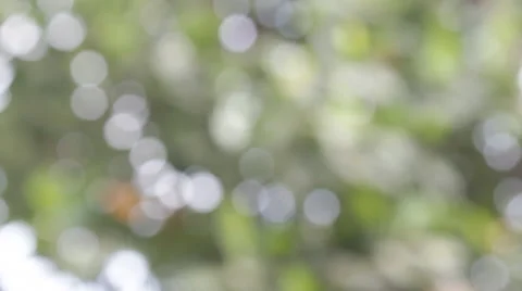 Nature green bokeh with ray Stock Footage 44087754