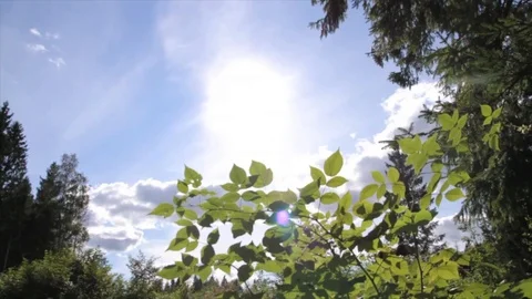 Nature green Stock Footage 122686830