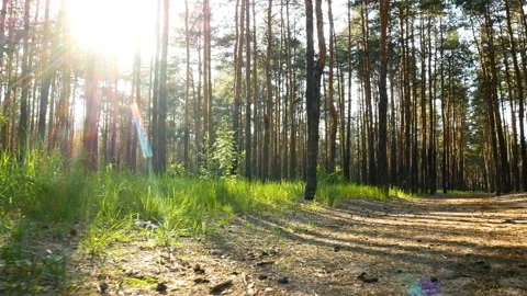 Nature green forest sunset Stock Footage 108620020