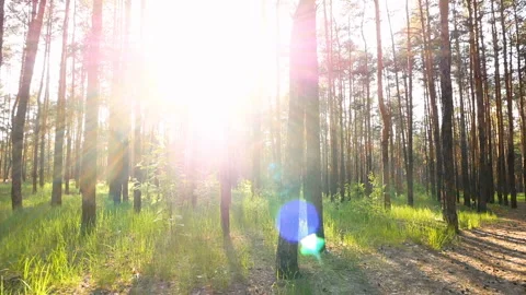 Nature green forest sunset Stock Footage 108671209