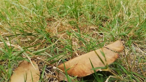 Nature green grass and leafs with slow motion Stock Footage 96577553