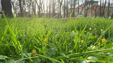 Nature green grass with bokeh background. Green grass in spring in the park.  Stock Footage 262247599