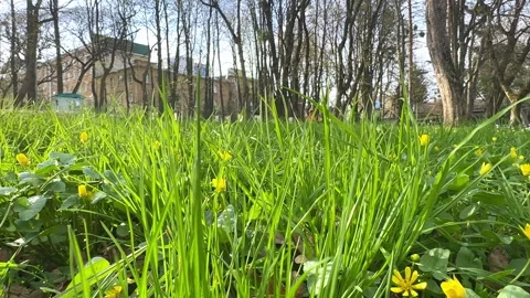 Nature green grass with bokeh background. Green grass in spring in the park. Stock Footage 262247698