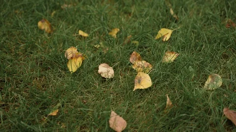 Nature: Green grass pattern with yellow autumn leaves Stock Footage 126636760
