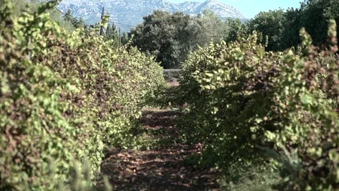 Nature, green landscape Stock Footage 128251783