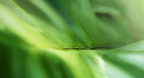 Nature green leaf abstract background Stock Photos
