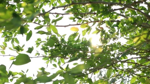 Nature green leaf and tree and sunset motion footage video Stock Footage 111408314