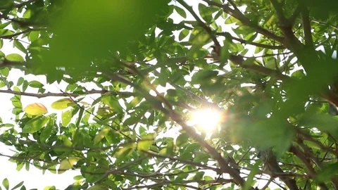 Nature green leaf and tree and sunset motion footage video Stock Footage 111408321