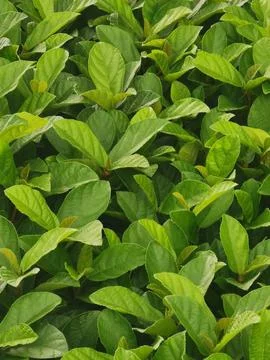 Nature Green Leaf Background Environment Picture Stock Photos