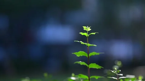 Nature green leaf background Stock Footage 162619164