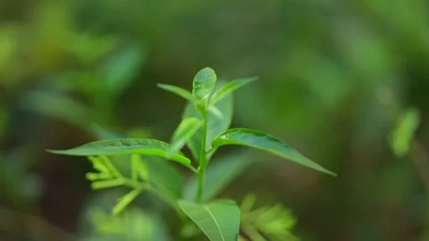 Nature green leaf background Stock Footage 162619525