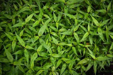 Nature green leaf background,  tree grows vietnamese coriander herb and veget Foto stock