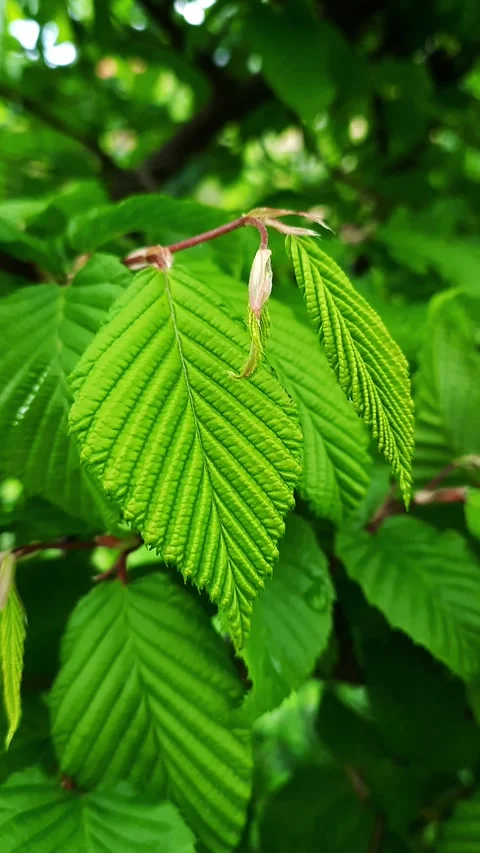 Nature. Green leaf Stock Footage 278826702