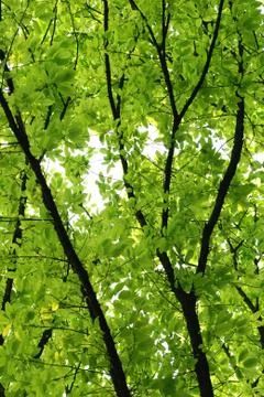 Nature green leaf Foto stock