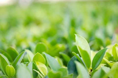 Nature green leaf Stock Photos