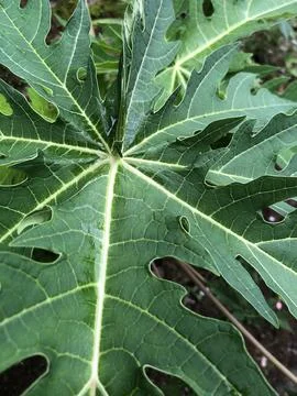 Nature green leaf 库存照片