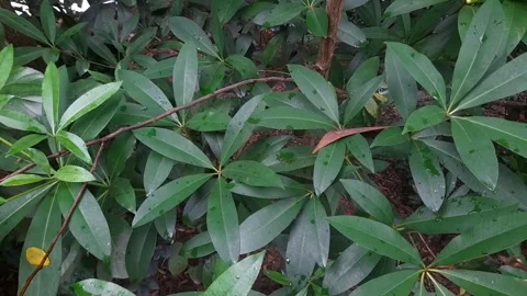 Nature green leaves Stock Footage 340154991