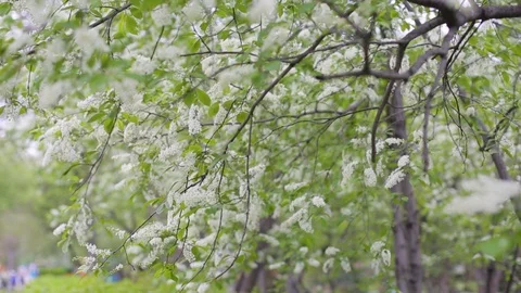 Nature green leaves wall texture of the tropical forest plant,on black Stock Footage 106102943