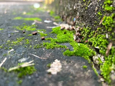 Nature green Stock Photos
