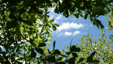 Nature green tree freshness below clear blue sky scene Stock Footage 92091914