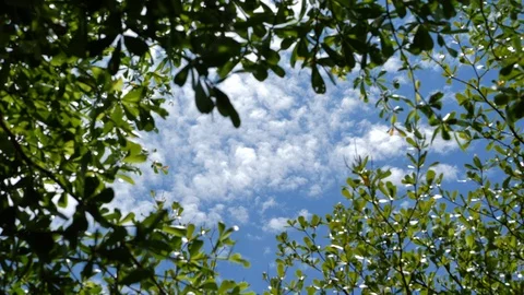 Nature green tree freshness below clear blue sky scene Stock Footage 93597313