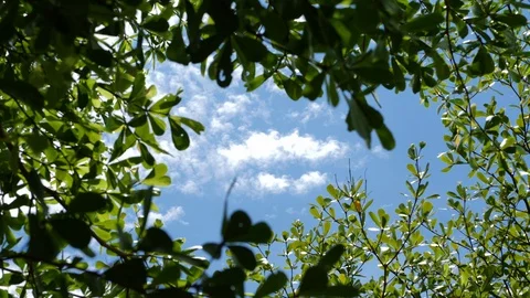 Nature green tree freshness below clear blue sky scene Stock Footage 113887197