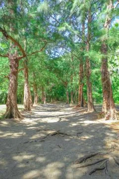 Nature green trees Stock Photos