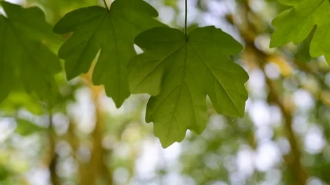 Nature, greenery, forests and spring concept. Stock Footage 89579470