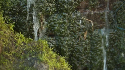 Nature - Handheld shot of springwater source with moss Stock Footage 118979304