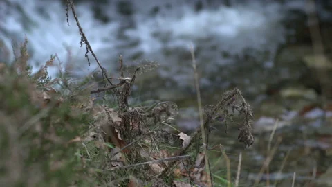 Nature - Hedge with River (STATIC 4K) Stock Footage 219873733