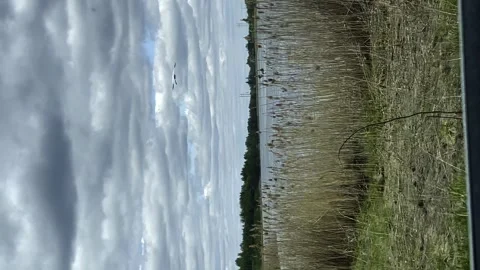 Nature a heron flies low over the ground, a big bird flies over a field Stock Footage 248521082