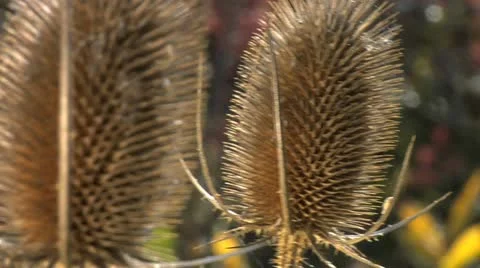 Nature Hike 005 Rack Focus Stock Footage 12455606