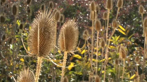 Nature Hike 006 Stock Footage 12455716