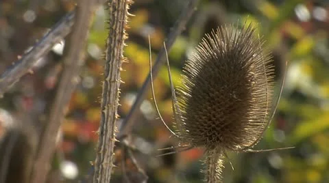 Nature Hike 008 Stock Footage 12460752