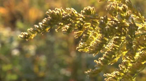 Nature Hike 014 Stock Footage 12486437