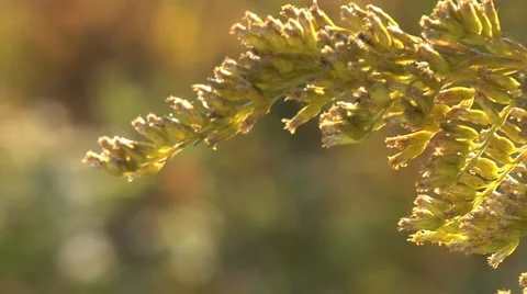 Nature Hike 015 Stock Footage 12486944