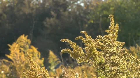 Nature Hike 016 Stock Footage 12487555